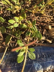 Eriogonum marifolium