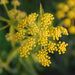 Golden Alexanders - Photo (c) Peter Gorman, some rights reserved (CC BY-NC-SA)