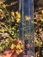 Eriogonum marifolium