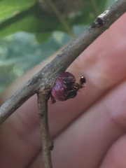 Disholcaspis perniciosa