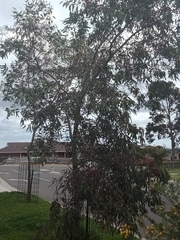 Eucalyptus leucoxylon megalocarpa