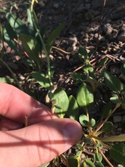 Eriogonum marifolium