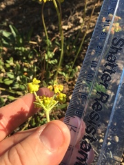 Eriogonum marifolium