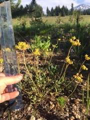 Eriogonum marifolium