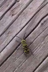 Megacyllene angulifera