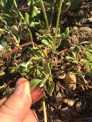 Eriogonum marifolium