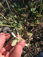 Eriogonum marifolium