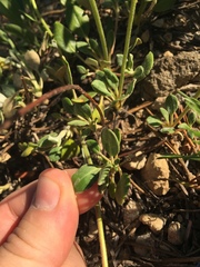 Eriogonum marifolium