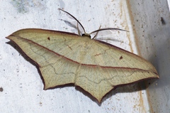 Timandra convectaria