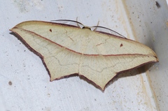 Timandra convectaria