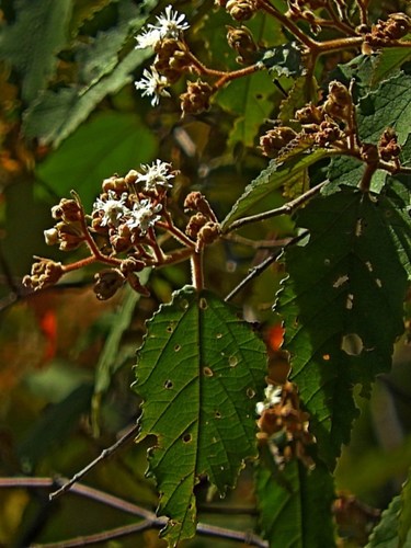 Image of Androcalva rossii by (c) Max Campbell, some rights reserved (CC BY)