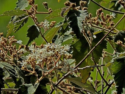 Image of Androcalva rossii by (c) Max Campbell, some rights reserved (CC BY)