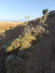 Eriogonum brevicaule