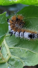 Acronicta hastulifera