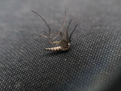 Ochlerotatus