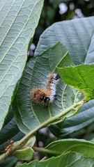 Acronicta hastulifera