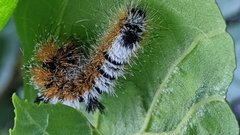 Acronicta hastulifera