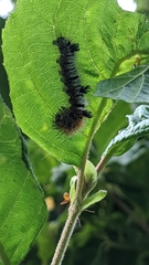 Acronicta hastulifera