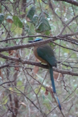 Momotus subrufescens