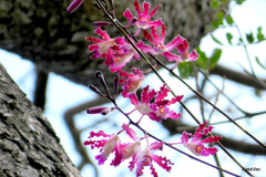 Myrmecophila tibicinis