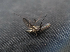 Ochlerotatus