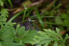 Salpingogaster