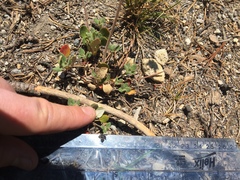 Eriogonum marifolium