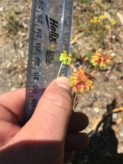 Eriogonum marifolium