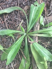 Pilosella piloselloides