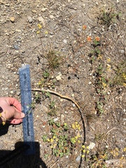 Eriogonum marifolium