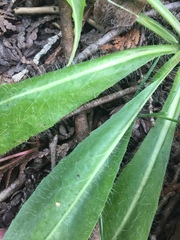 Pilosella piloselloides