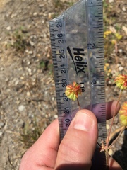 Eriogonum marifolium