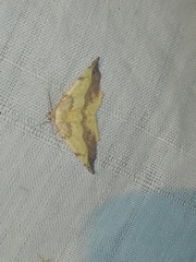 Antepione thisoaria