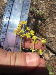 Eriogonum marifolium