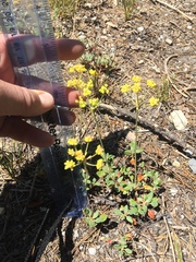 Eriogonum marifolium