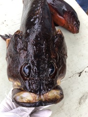 Sebastes rastrelliger