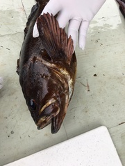 Sebastes rastrelliger