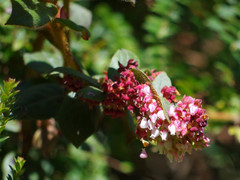 Gaultheria glomerata