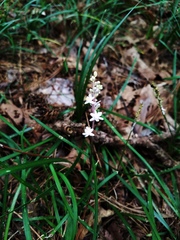 Liriope spicata