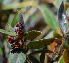 Gaultheria glomerata