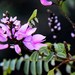 Indigofera australis australis - Photo (c) Max Campbell, some rights reserved (CC BY), uploaded by Max Campbell