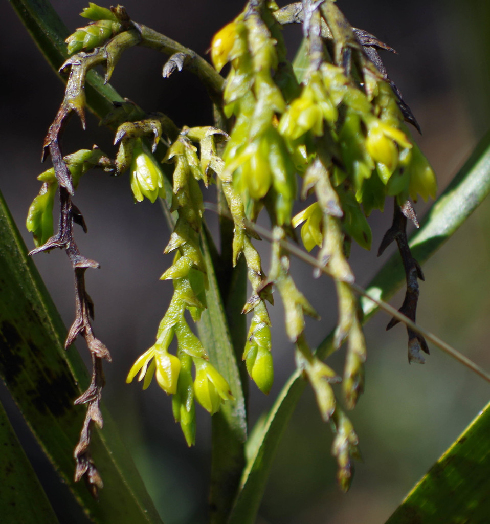 Epidendrum frutex