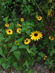 Helianthus debilis silvestris