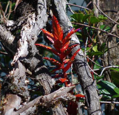 Tillandsia stenoura