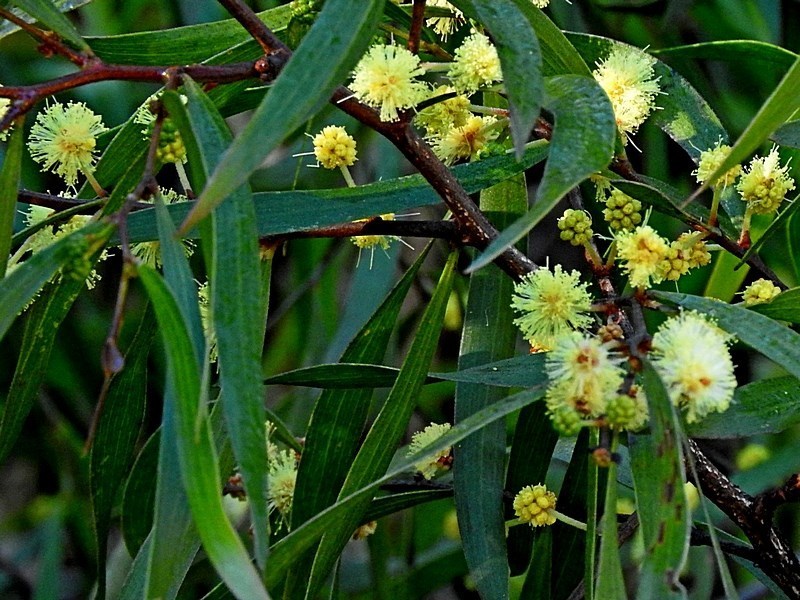 bower wattle