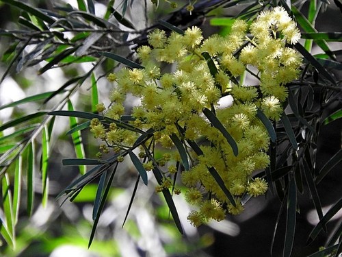 Image of Acacia subporosa by (c) Max Campbell, some rights reserved (CC BY)