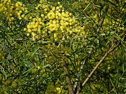 Image of Acacia subporosa by (c) Max Campbell, some rights reserved (CC BY)