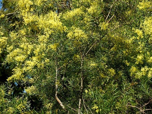 Image of Acacia subporosa by (c) Max Campbell, some rights reserved (CC BY)
