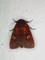 Perigea ignitincta