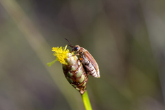Epicauta batesii